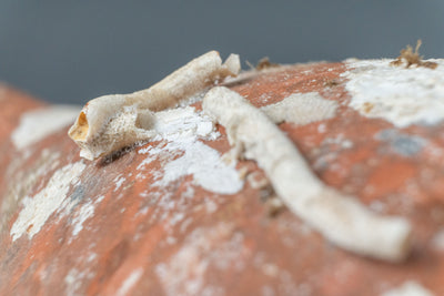 'Marmara' Sea Amphora