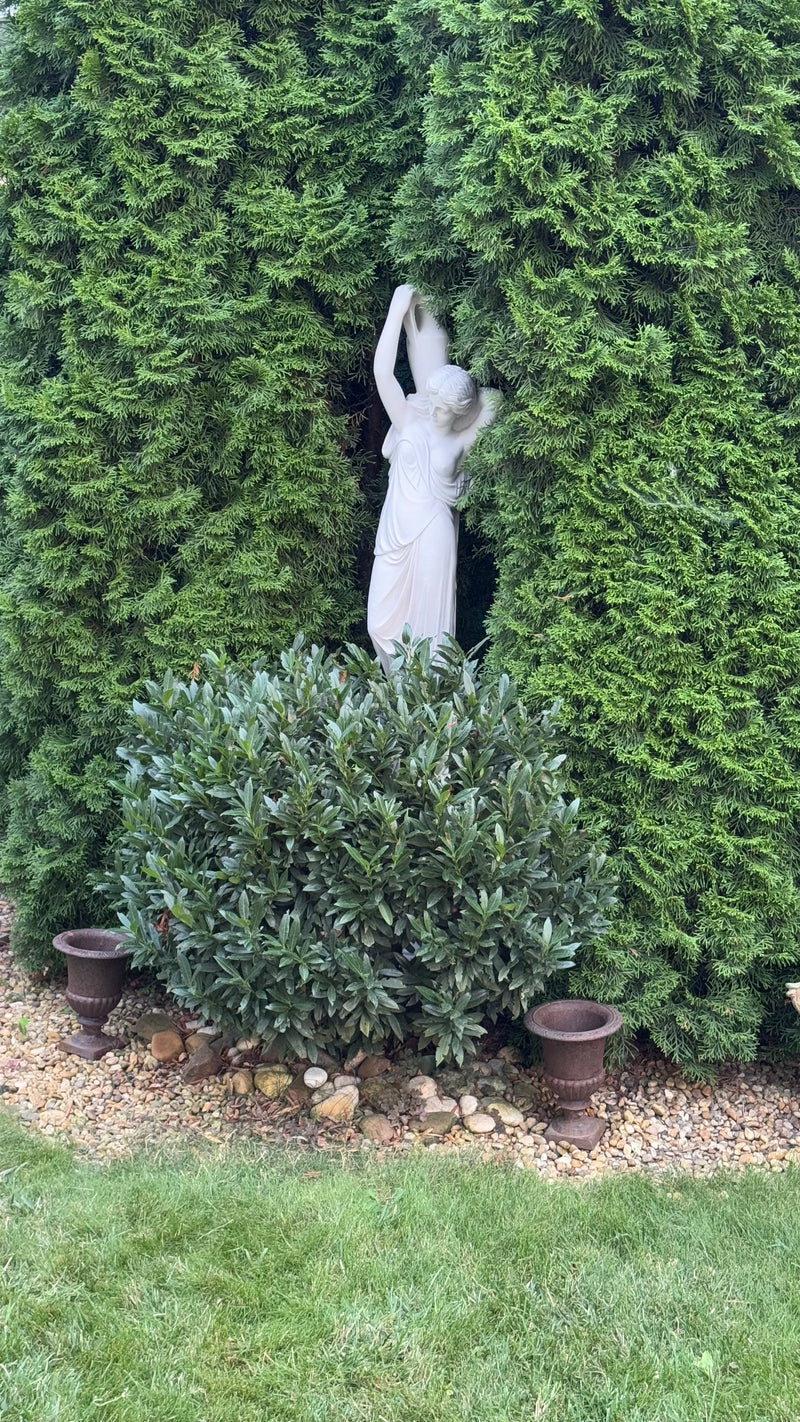 Venus Water Bearer Statue (Medium)