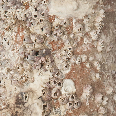 'Sicilia' Ancient Sea Amphora