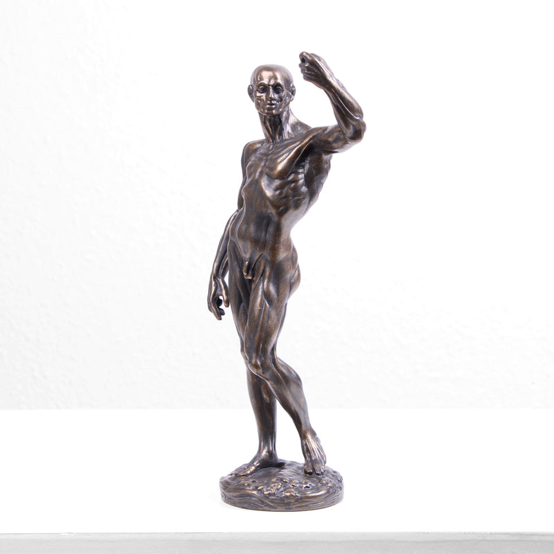 Anatomical Study Statue (Cold Cast Bronze Sculpture by Houdon)