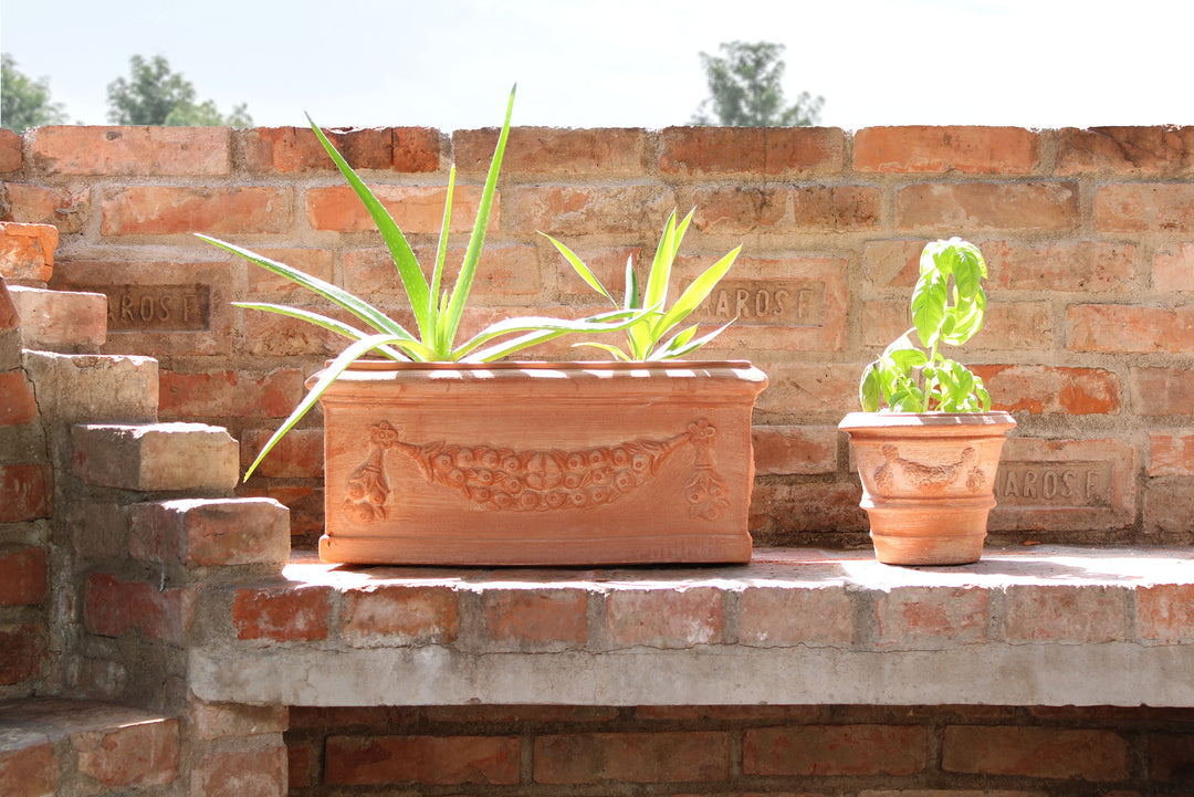 purple plant pot Purple Passion Plant - Royal Velvet Plant - Live Starter Plants in 2 Inch Pots - Gynura Aurantica main image 1